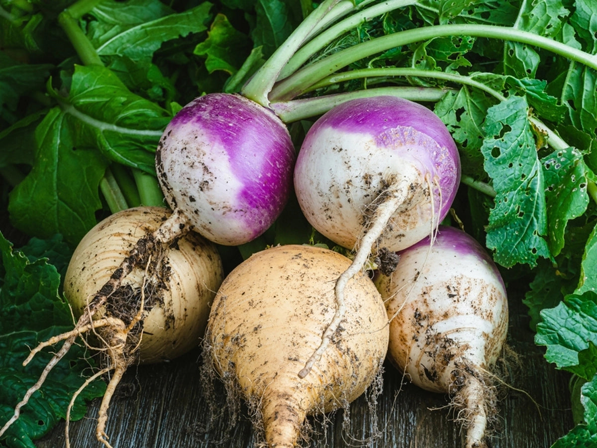 Grow shalgam/turnip easily with our growing instructions and care guide