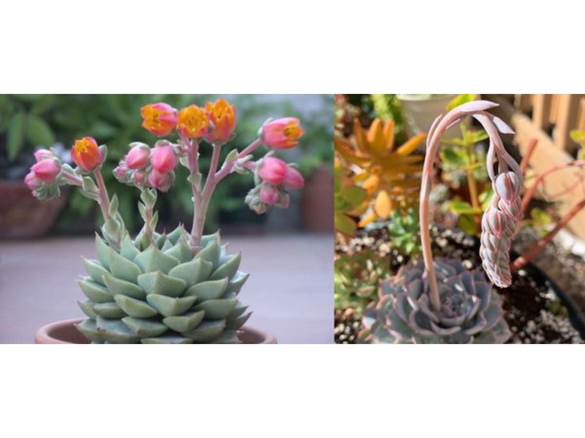 Types of Succulents in India That Are Perfect Indoor Plants