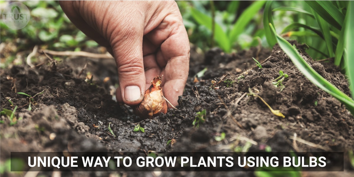 Unique way to grow plants using Bulbs