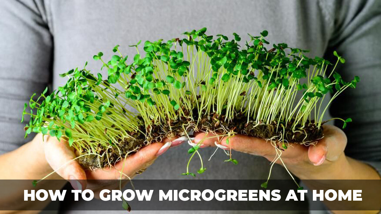 How to grow microgreens at home | Types | Health benefits