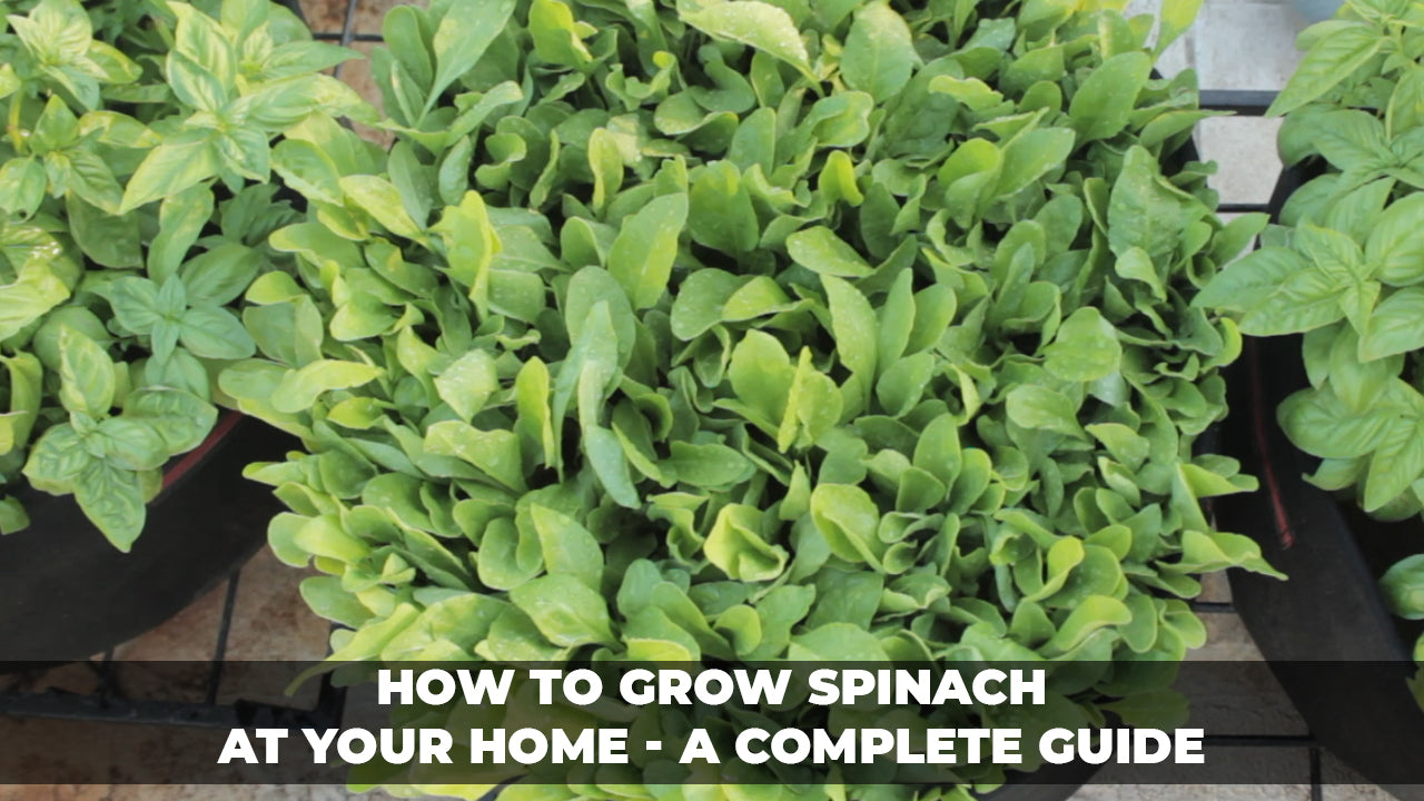 How to grow spinach at your home | Health Benefits | Tips | Pests