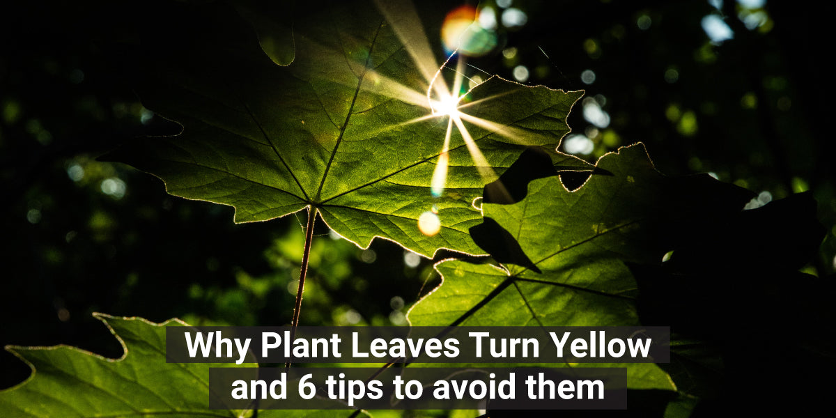 Why Plant Leaves Turn Yellow and 6 tips to avoid them – TrustBasket