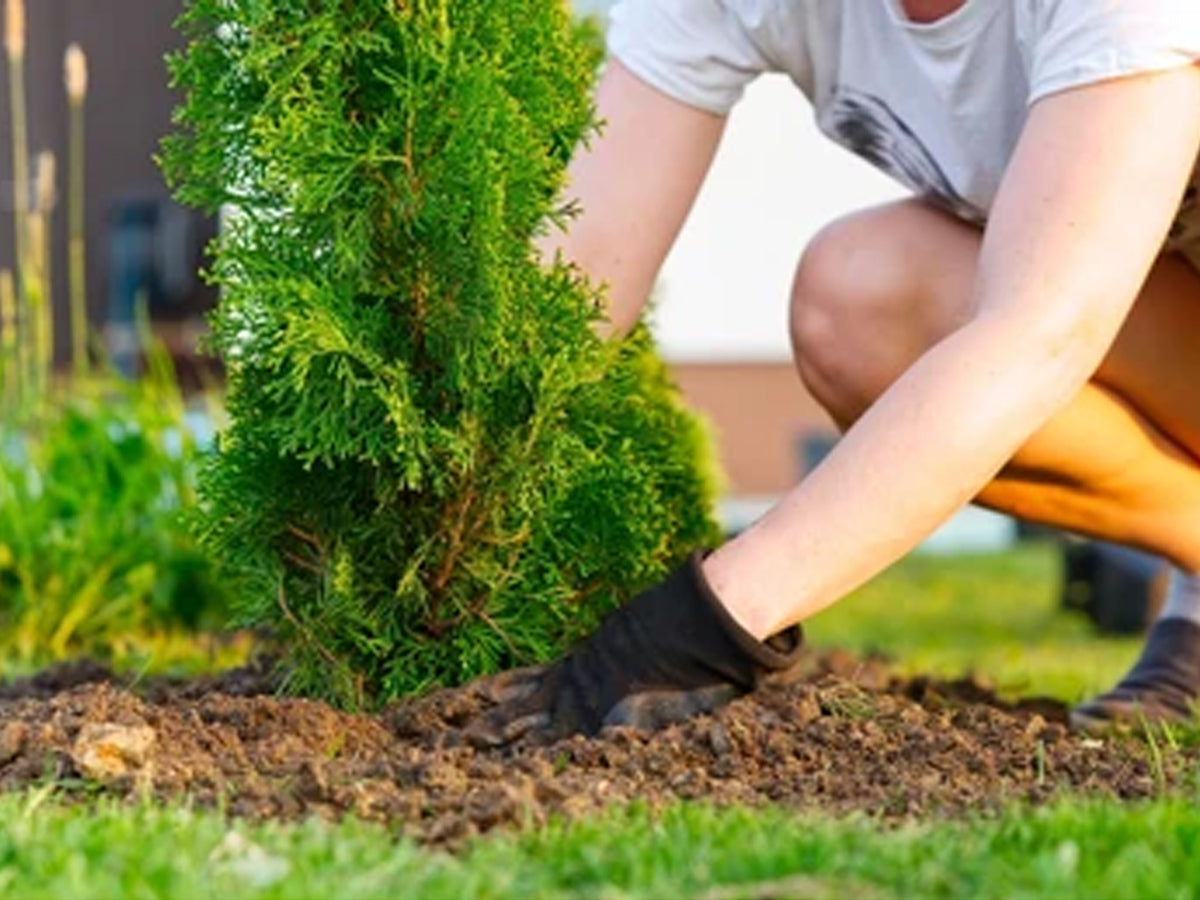 Trust Us; It's Very Easy To Grow And Take Care Of Thuja Plants