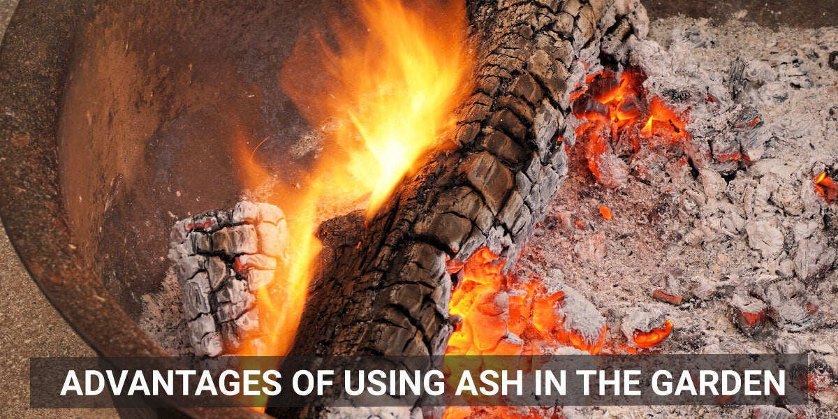 Advantages of using ash in the garden
