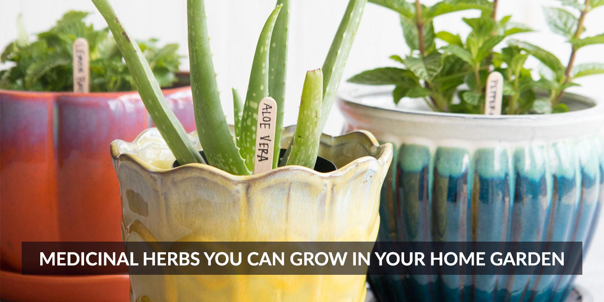 Medicinal Herbs You Can Grow in Your Home Garden