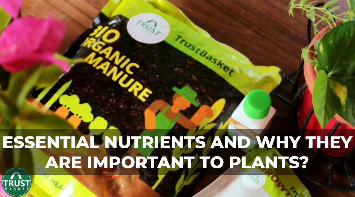 Essential Nutrients and Why they are Important to Plants?