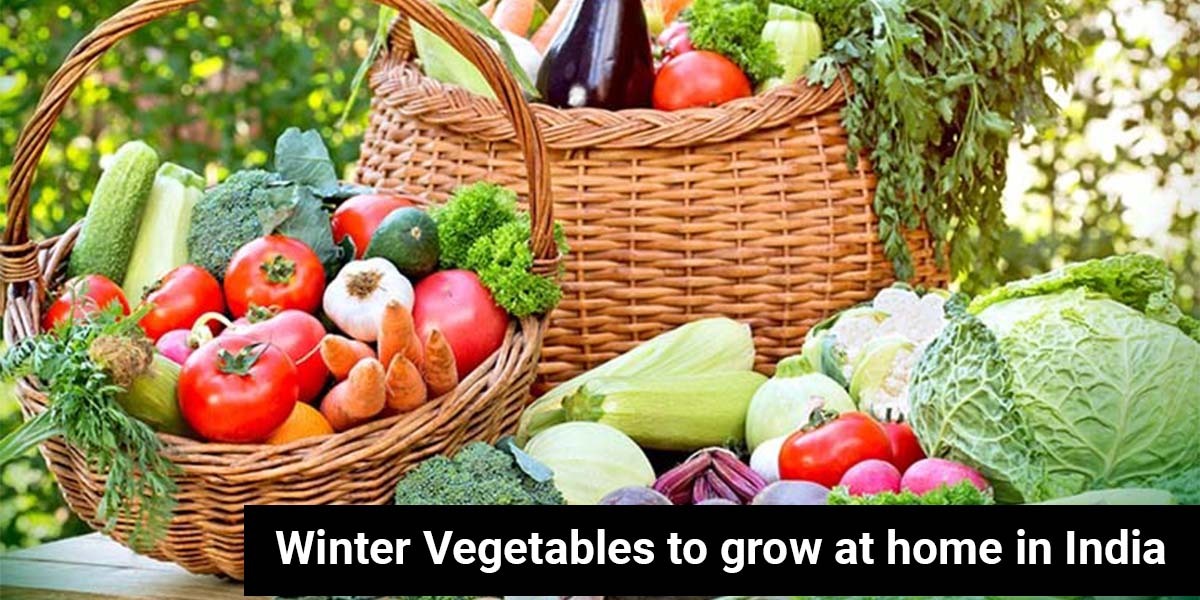 Winter Vegetables to grow at home in India