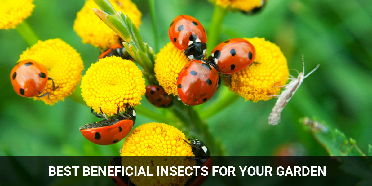 Benefit Insect 11 Plants Friendly Insects & Bugs for Your Garden – TrustBasket