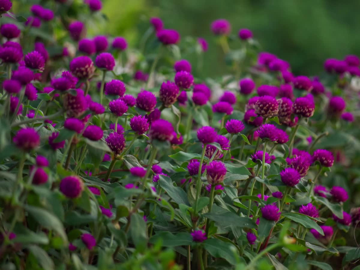 Know Vadamalli benefits and learn how to grow them at home