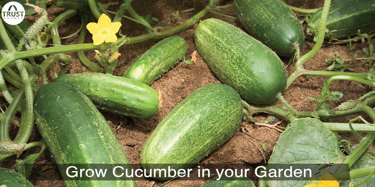 How to grow Cucumber in your Garden