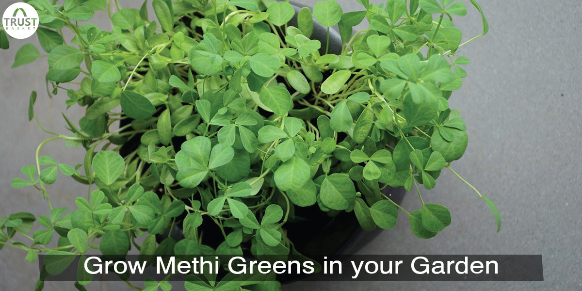 How to grow Fenugreek plant/Methi plant in your Garden