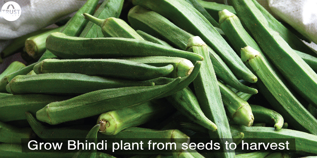 How to grow Okra/Bhindi/Ladies finger plant from seeds to harvest