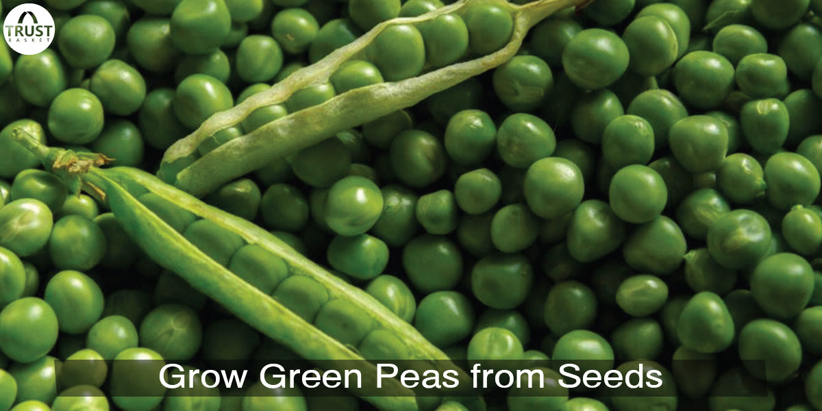 How to grow green peas from seeds