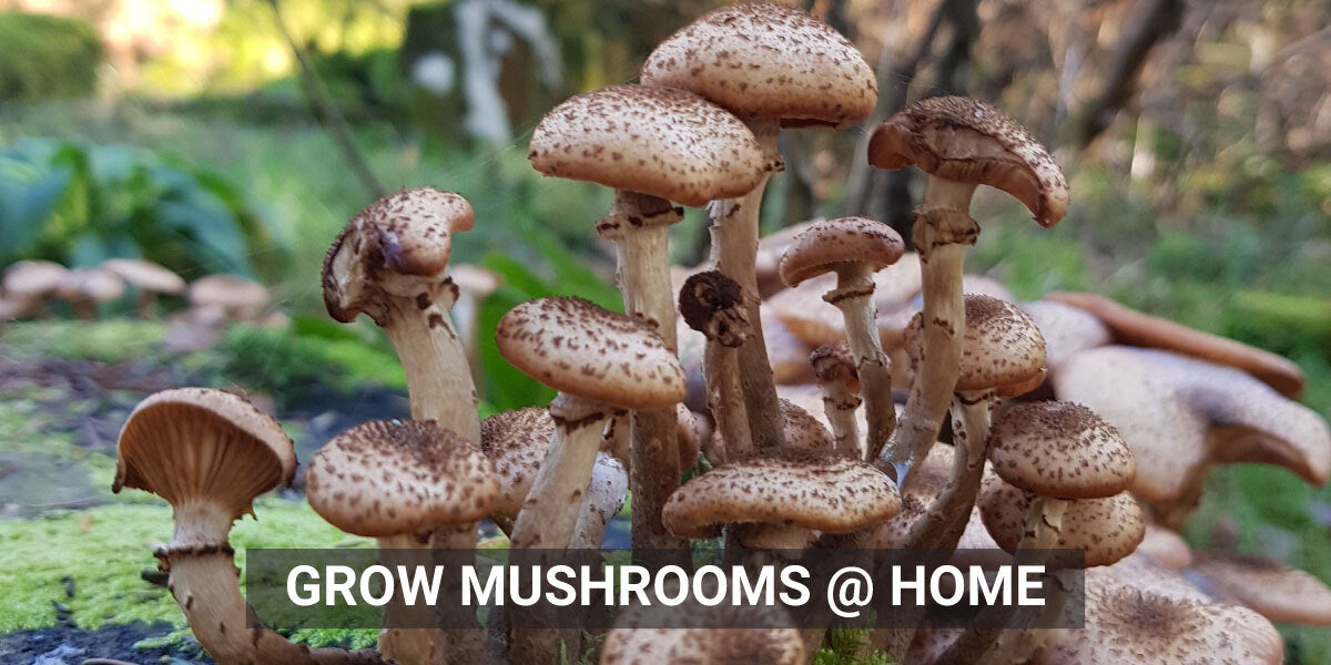 How to grow mushrooms at Home - The Complete Guide
