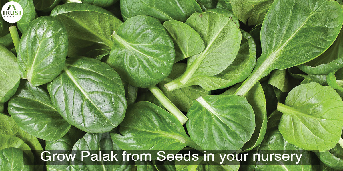 How to grow spinach Plant from seeds| Complete information on Spinach