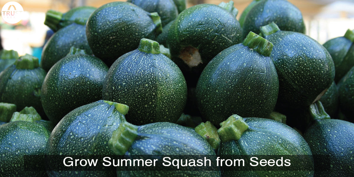 How to grow summer squash from seeds