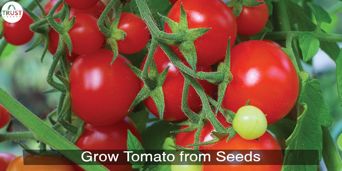 How to Grow Tomato plants at home