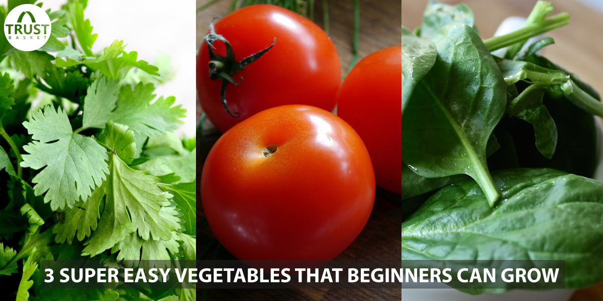3 Super easy vegetables that beginners can grow( Tomato, Coriander and Palak)