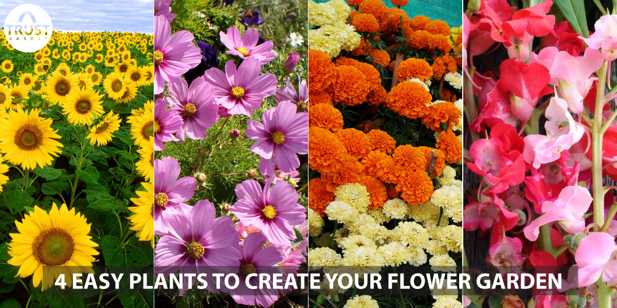 4 Easy plants to create your flower garden