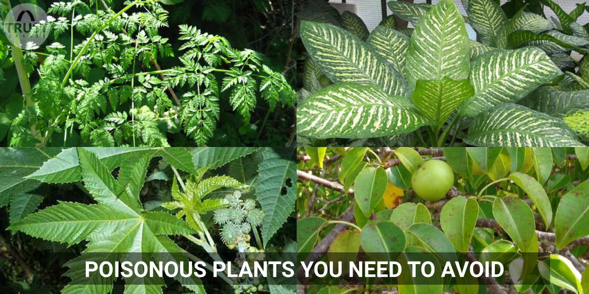 Poisonous plants you need to avoid