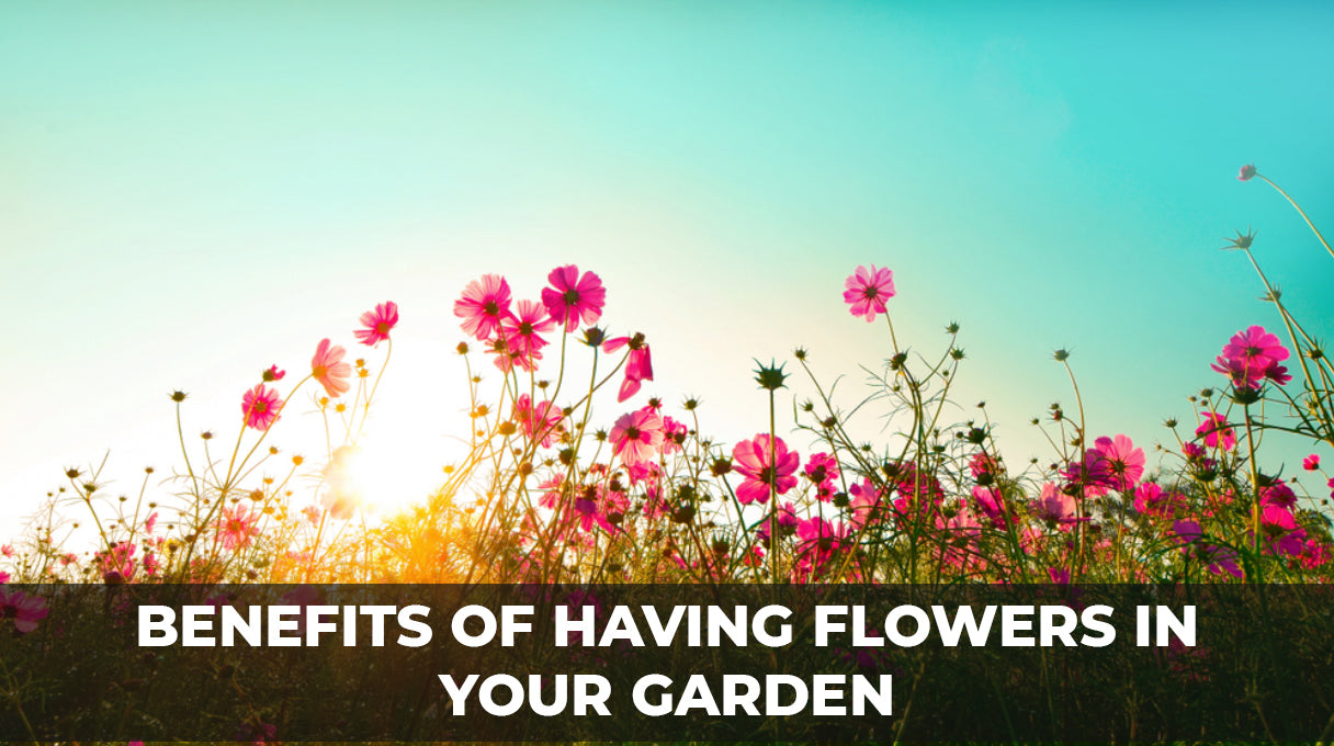 Benefits of having flowers in your garden