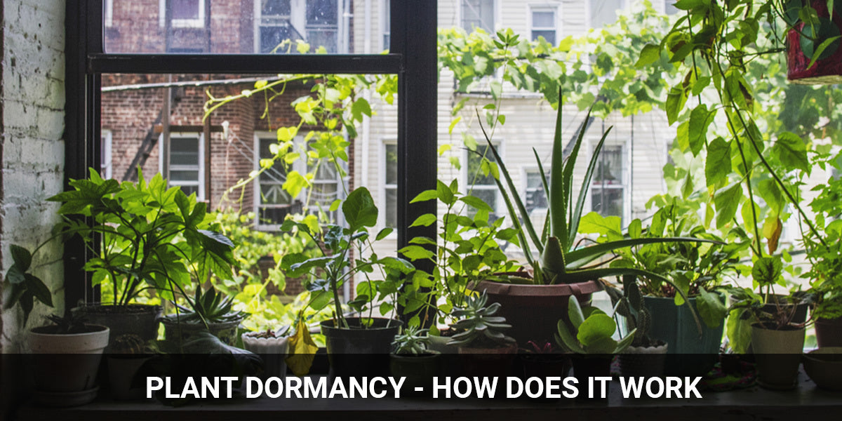 Plants Dormancy - How it works - How to wake up a dormant plant - Caring tips
