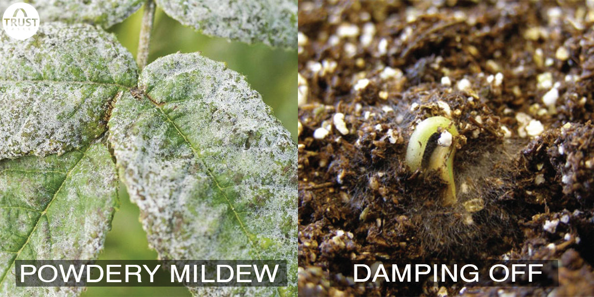 How to treat your plants from Powdery Mildew and Damping off?