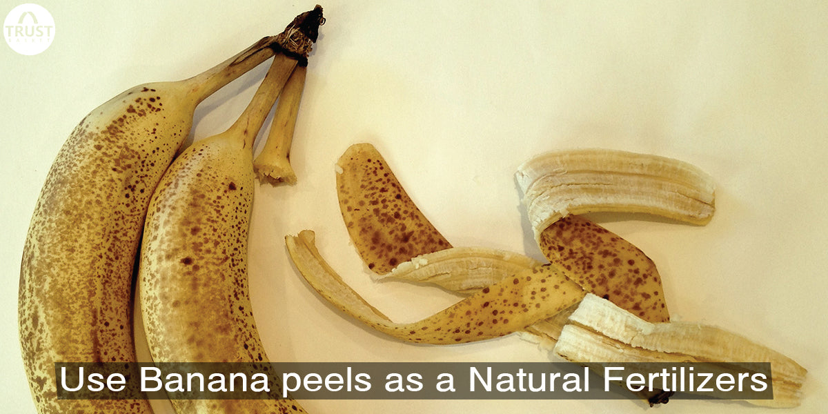 How to use Banana peels in plants as Homemade Liquid Fertilizer
