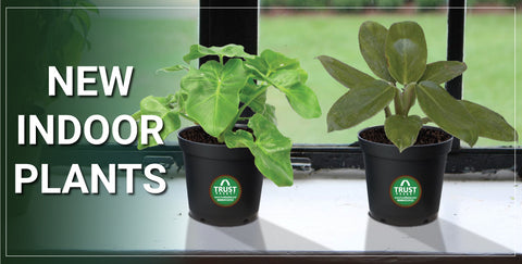 All Indoor Plants