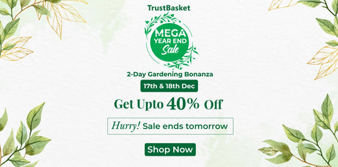 Mega Year End Sale - Bestsellers