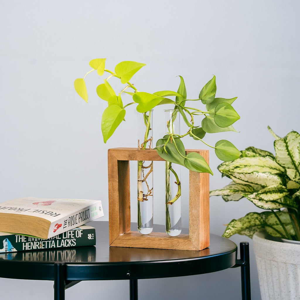 glass pot for money plant Test Tube Planter