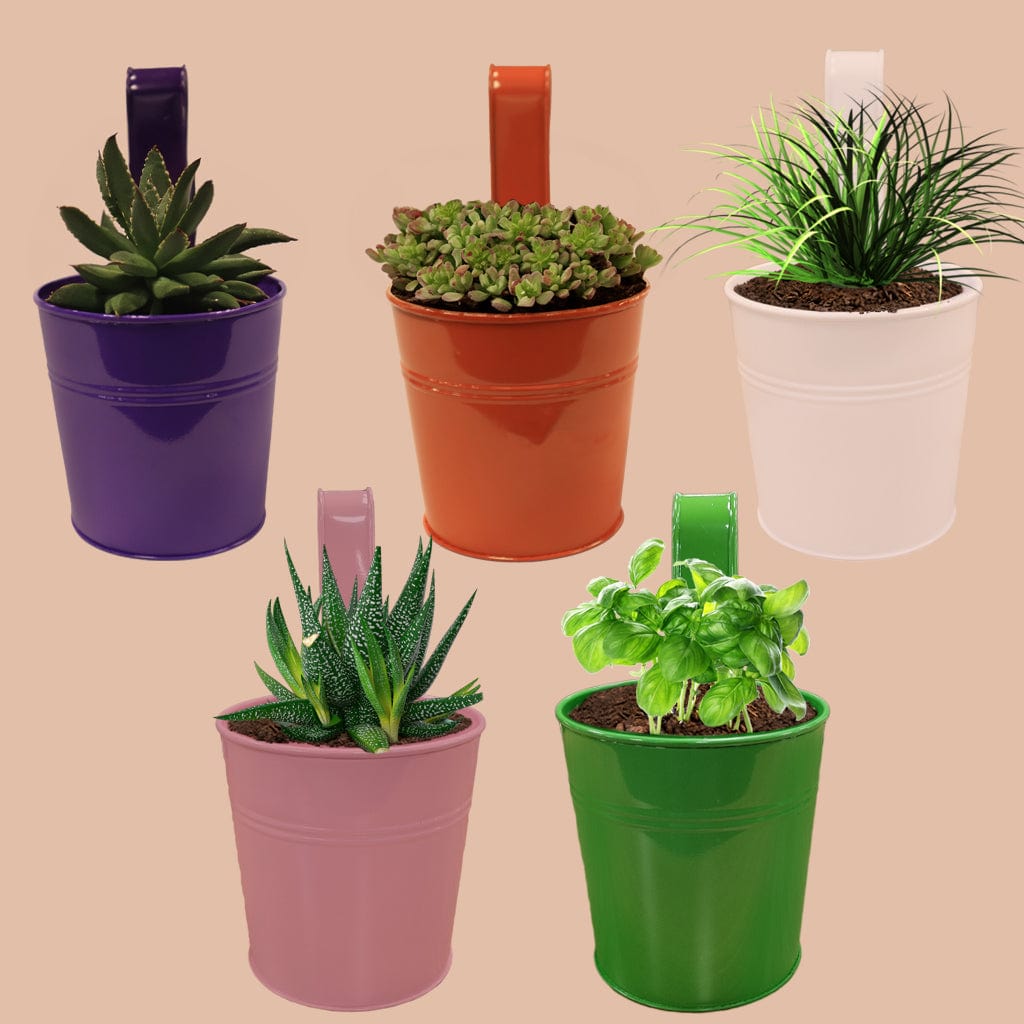 Railing Planters Round dotted – TrustBasket