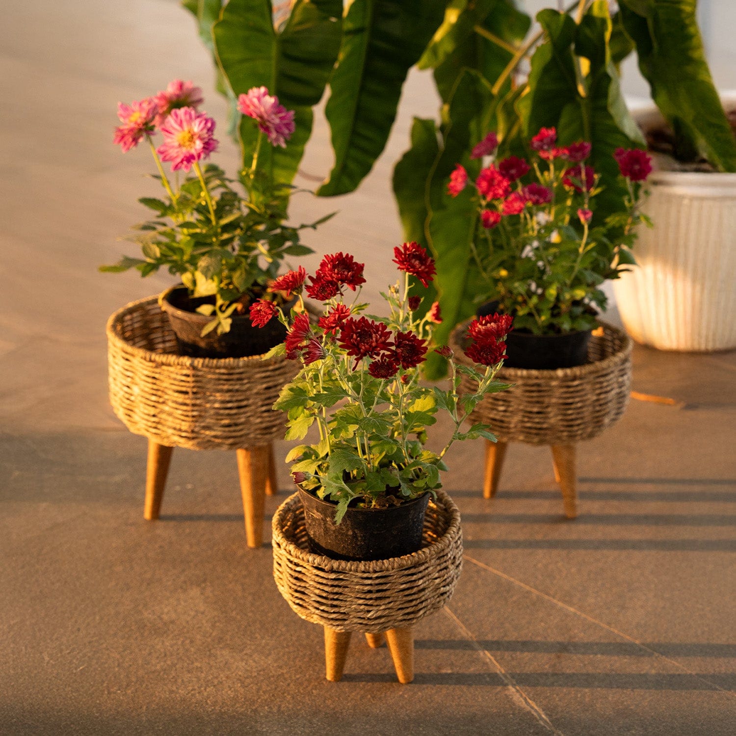 jute plant pot Jute Planters Set of 3 – Stylish Jute Planters for Indoor Plants –  TrustBasket