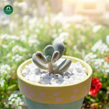White Pebble Decorative Stones Marble Chips