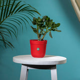 TrustBasket Rim Pot 5 inch Table Top Planter Pot (Pack of 4)