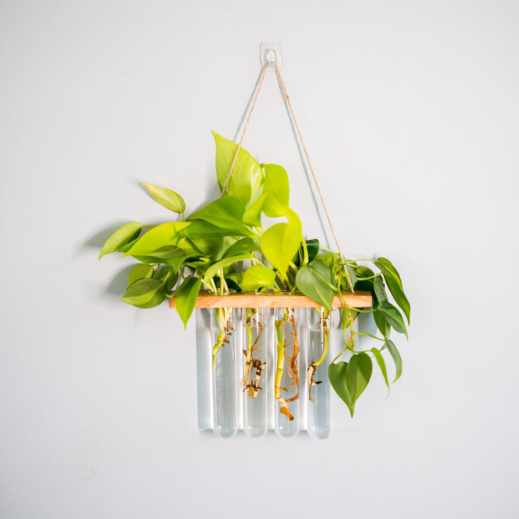 money plant in glass Test Tube Planter