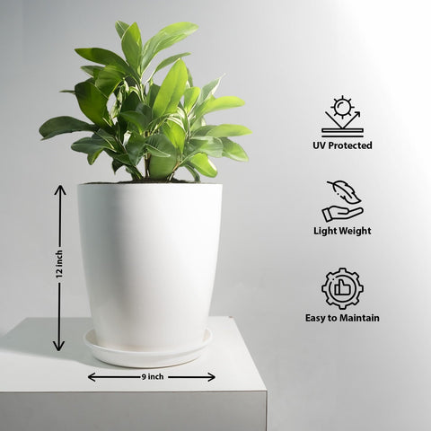 Blossom Solid White Flower Pot with Saucer