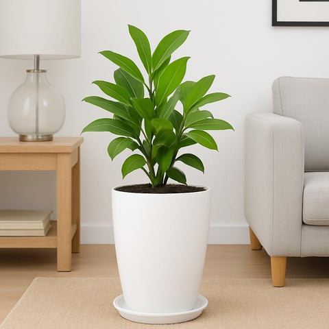 Blossom Solid White Flower Pot with Saucer