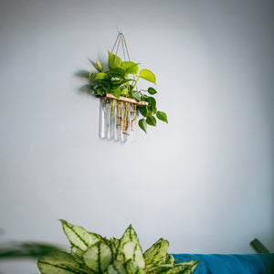 money plant bottle decorations Test Tube Planter