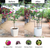 TrustBasket Metal Plant Trellis | Plant Support For Climbers| Indoor/Outdoor | For Balcony, Living Room Decor