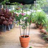 TrustBasket Metal Plant Trellis | Plant Support For Climbers| Indoor/Outdoor | For Balcony, Living Room Decor