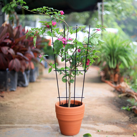 TrustBasket Metal Plant Trellis | Plant Support For Climbers| Indoor/Outdoor | For Balcony, Living Room Decor