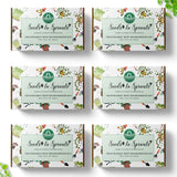 Seeds To Sprouts Microgreens Kit