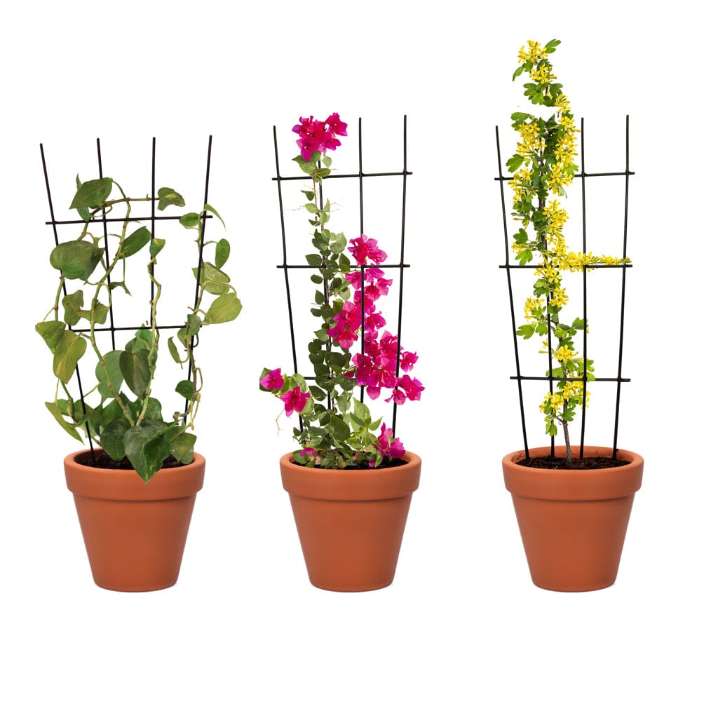 climbing plant supports for pots TrustBasket Metal Plant Trellis