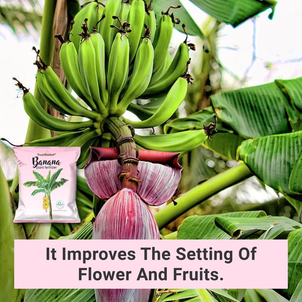 BANANA PLANT FERTILIZER TrustBasket