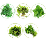 TrustBasket Hybrid Vegetable Seeds - Set of 5