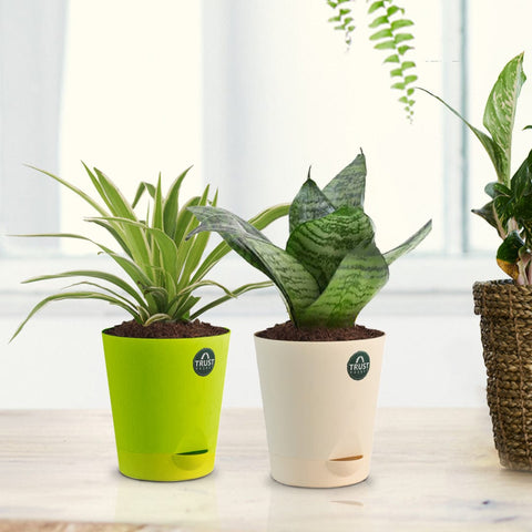 self watering snake plant Snake Plant with Attractive Self Watering Pot (Assorted color pot) – TrustBasket