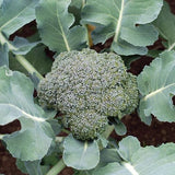 Brocoli seeds (Hybrid)
