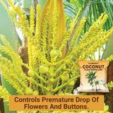 Coconut Plant Fertilizer