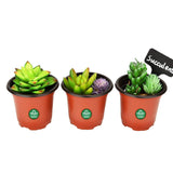 Nursery Plastic Pot 5 Inch (set of 20 Pots) - Brown